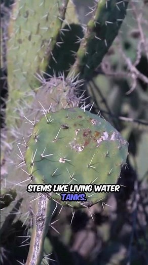 Cacti Collect Water From Thin Air #incredible #survival