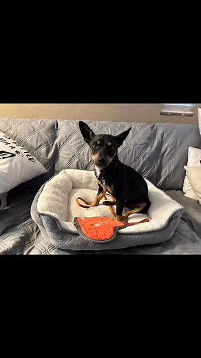 Bandit is a 3 yr old male min pin chihuahua mix. He is crate trained and working on dog door training. He loves to play with other dogs and loves to snuggle on the couch with you. If you are interested in learning more about him please send an email to votsdradoptions@gmail.com | Valley of the Sun Dog Rescue