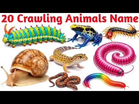 Crawling Animals Names | Snake, Centipede, Millipede | Kids Easy Learning