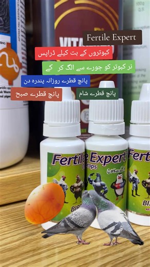 Effective Pigeon Care Tips for Healthy Growth