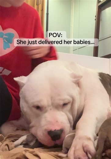 Incredible Mama Dog: The Life of a Champion Canine