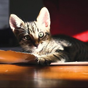 Tired of humans?  | Petzbe | Facebook