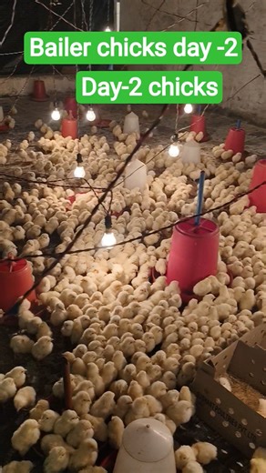 day-2 chicks ll Bailer chicks ll #bailerchicks ll #day-2