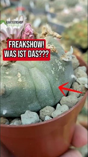 Cactus breeding rarity with mutation: Strange growth line in Lophophora williamsii Peyote