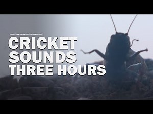 Cricket Sounds | Background Noise | 3 Hour No Loop