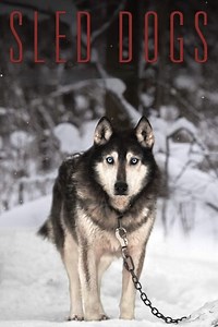 Stream Sled Dogs (2017): Find it on Netflix, Prime Video, Hulu & more