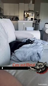 358K views · 11K reactions | STAY TECH PET CATH! A part of the merch sales profit goes to support local stray cats and underground bands, thank you! #catsandmetal #archspire #catmemes #metalmemes #technicaldeathmetal | Cats and Metal Music | Facebook