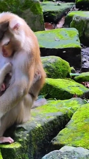 Poor Baby Monkey #monkey #cutemonkey | Monkey Sounds | Facebook