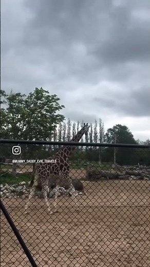 🐾🌿 Day out at Chester Zoo 🌿🐾 Such a good day exploring one of the best zoos in the UK! 🐘🦒