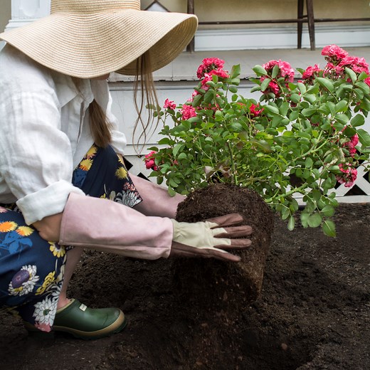 Planting Drift® Roses — Drift® Roses