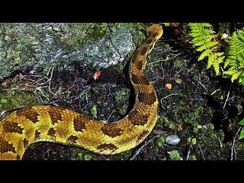 BIG YELLOW RATTLESNAKE! - Snake Hunting Pennsylvania 2020 - Pittsburgh Boys Go To A Rattlesnake Den!