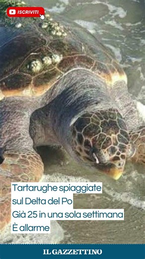 Tartarughe spiaggiate sul Delta del Po: già 25 in una sola settimana. È allarme
