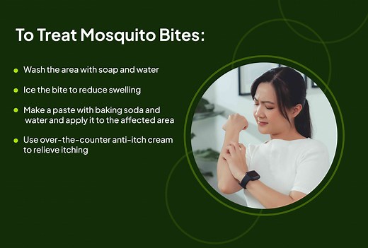 What You Should Know About Mosquito Bites