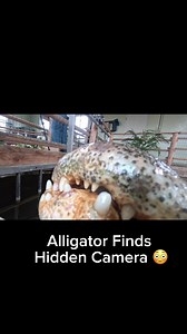Alligator Finds Hidden Camera 😳 | alligator