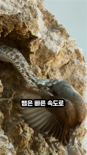 거미가 달려있는 뱀 #거미꼬리뱀 #지식쇼츠 #신기한동물