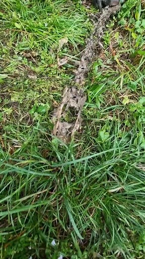 Wild Boar Foraging in Natural Habitat