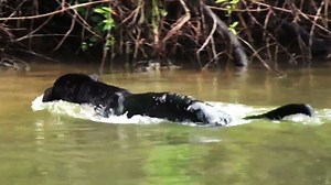 Group spots rare predator in river