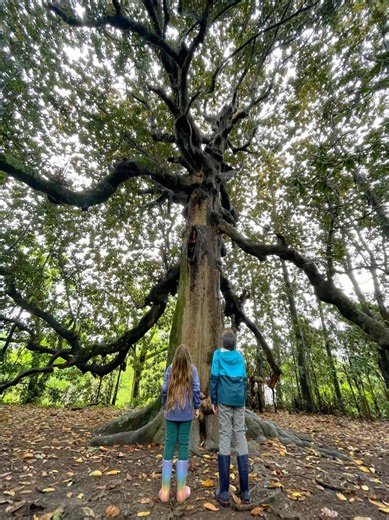 Explore the Majestic Southern Magnolia of 1839
