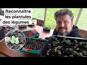 Reconnaître les PLANTULES des différents légumes (pour ne pas les arracher)