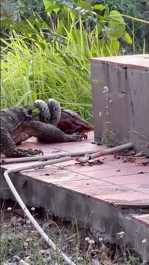 python wrapped around lizard