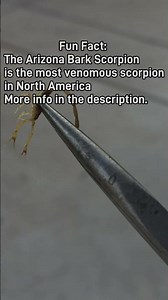 Deadliest scorpion hiding in your home #danger #wildlife #facts