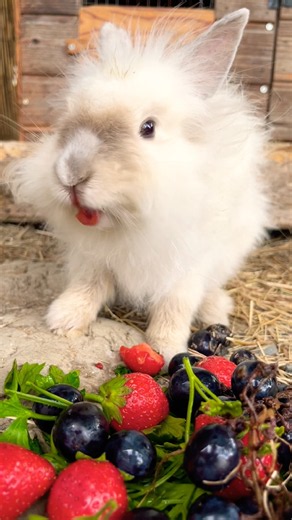 🍇Too cute! The Angora rabbit eats delicious strawberries! 🍒🍓 #short