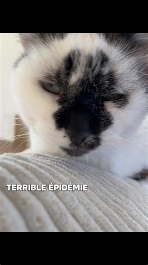 Pompon et sa terrible maladie : l'émotion des chats