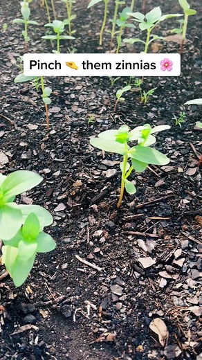 sewknitandcrafty on TikTok