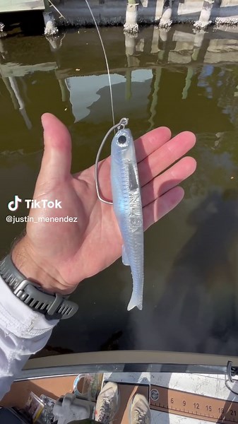 NLBN Big Mullet: Snook, Tarpon, & Redfish Bait