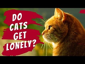 Secret Signs Your Cat is LONELY and What to Do!