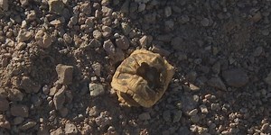 Scientists: Desperate coyotes eat tortoises as food in the drought