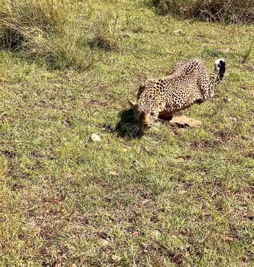 Nashipae Wilde - White Masai Photography on Instagram: "Stealth! Through the whispering grass moves Bella 2, small in stature, but a force of nature. The Leopard (Panthera Pardus) queen of stealth. Her body flows like molten gold over the earth, every muscle rippling beneath her rosetted coat. The grass is short, yet she makes herself invisible, a shadow that breathes. Each step is a masterpiece of control, her paws pressing so gently that even the insects beneath seem undisturbed. Her emerald e