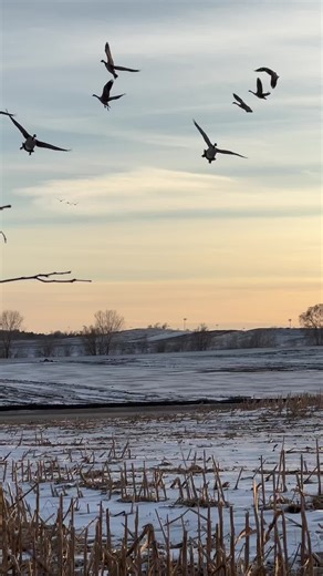 Bowhunting Geese Tips and Techniques