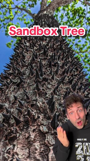 Meet the Sandbox Tree: Nature's Most Dangerous Tree