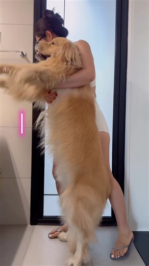 ゴールデン・レトリバーを洗う価値