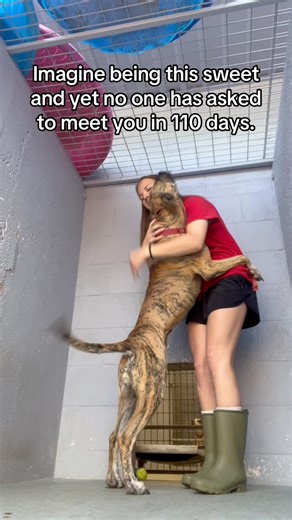 Shere Khan is not only beautiful but he’s such a lover! He is also good with other dogs, does well on a leash, and is potty trained! After waiting 110 days, it’s his time to shine! Let’s find this boy his home! | PAWS Shelter of Central Texas