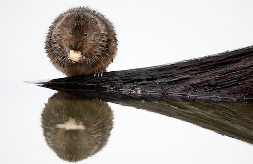 What is the National Water Vole Monitoring Programme? - PTES