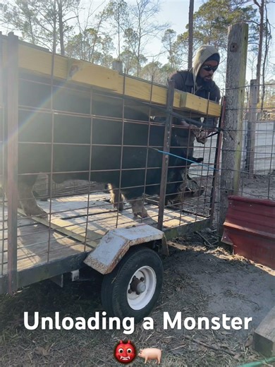 Adding some girth to the stock with this monster breeding boar!🤯🐖 #livestock #pig #farming