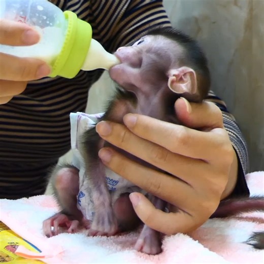 Obedient & Funny Monkey Jacky Family . . . #reel #cute #animals #lovely #newbornbabymonkey #monkey | Cute Baby Monkey