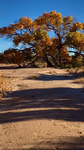 1.5K views · 482 reactions | There he comes, riding like the wind! 癩 Ahi viene, raudo como el viento! | Geninne's Art | Facebook