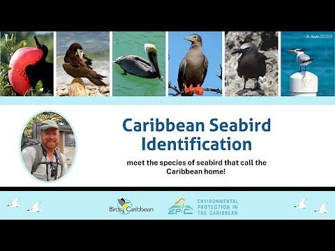 #1 Caribbean Seabird Identification