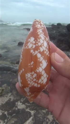 exquisite conch shell