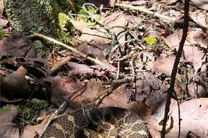 Meet Michigan's shy and only venomous snake: The eastern massasauga rattlesnake