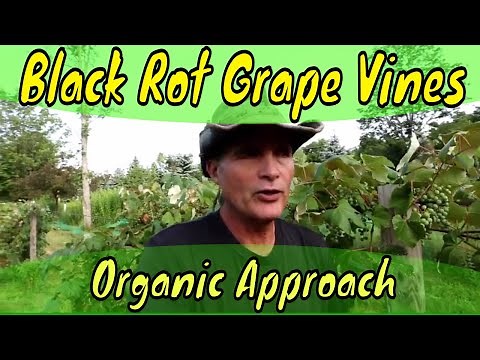 Black Rot and Grape Vines Organic Approach
