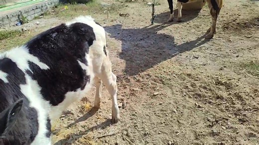 Cow Breeds for High Milk Yield (Suitable for Ranchi & India) Sahiwal One of India’s best desi dairy cow breeds. Milk yield: 20_ 25 litres/day Highly heat tolerant and disease-resistant — great for ranchi | Kashmir Agriculture information organic farming
