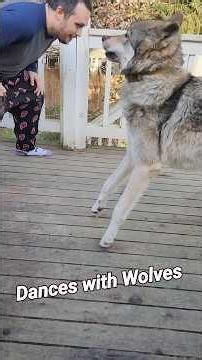 Wolf OR Ballerina?🩰 🐺 #shorts #honeythewolf #petwolf #Dances with Wolves