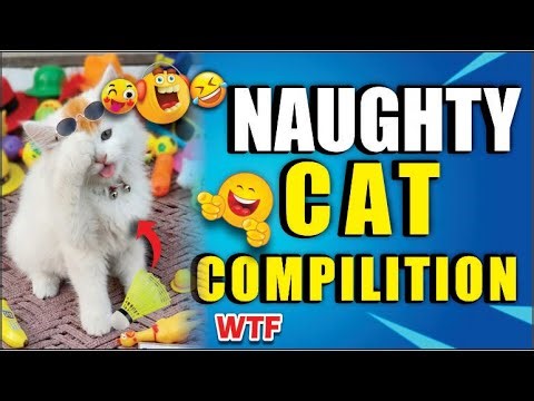 Cute And Hilarious 😂 Cat 😺||Fail&Bloopers|| Try Not Laugh Challenge|| Cat || Kitten||
