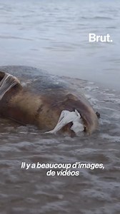 Des baleines échouées avec l'estomac rempli de bouteilles plastique, des tortues qui s'étouffent… Le plastique est dramatique pour la faune marine. Et cette menace est le plus souvent invisible. Voici pourquoi. | Brut