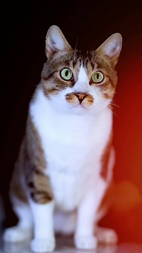 Klervia et simba sur TikTok