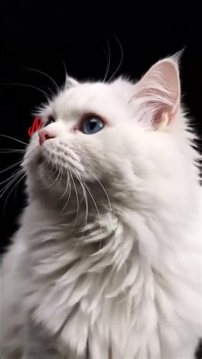 Meow Meow #cat #cute